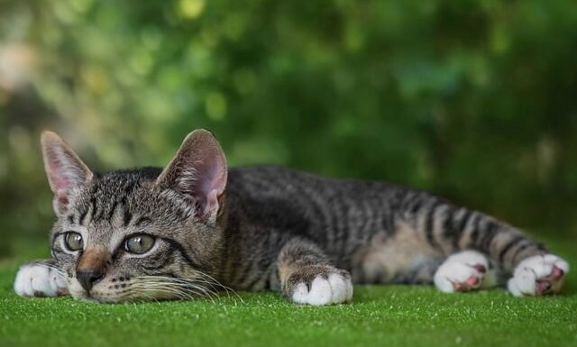 你现在可以创建9种会员网站类型