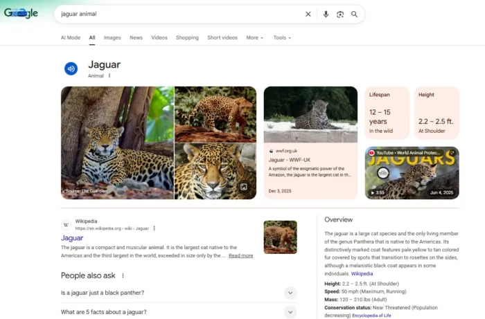 实体SEO指南:从关键词到实体理解 9 Google 搜索“美洲虎动物”的结果,显示一个动物知识面板,其中包含有关美洲虎物种的图片、事实和维基百科信息。